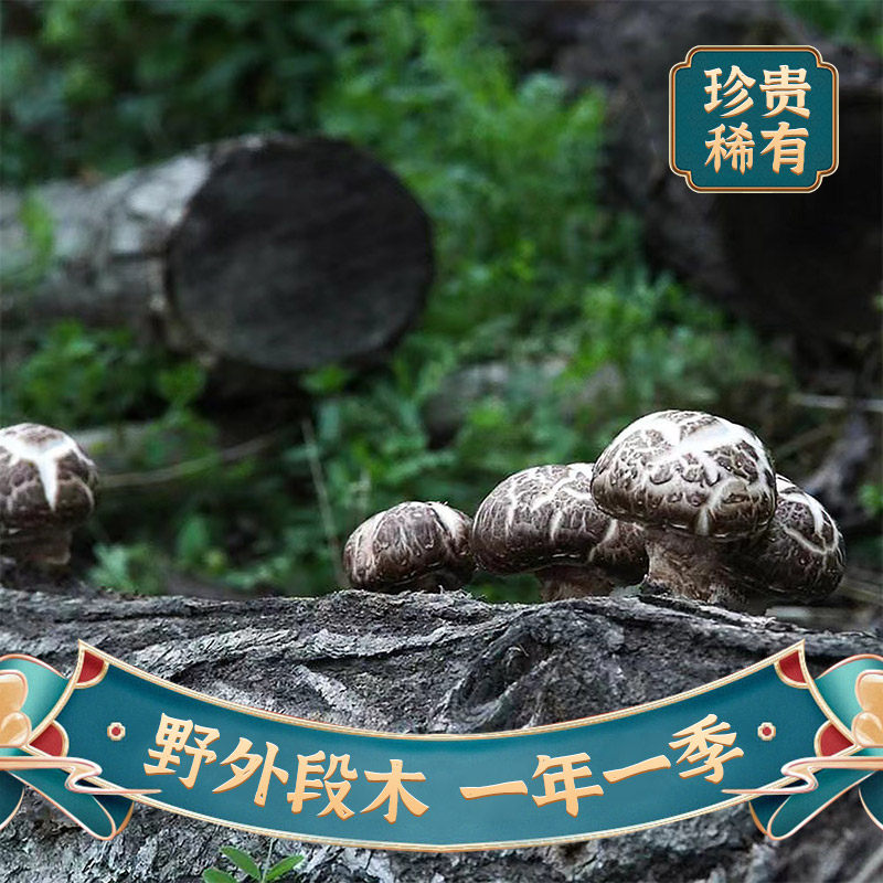 Naturally Produced Guichengjiang Qinggang Linden Wood Flower Mushrooms, Shiitake Mushrooms, Thick-Fleshed Fresh Dried Goods, Segment Wood Small Flower Mushrooms, Sichuan Specialty