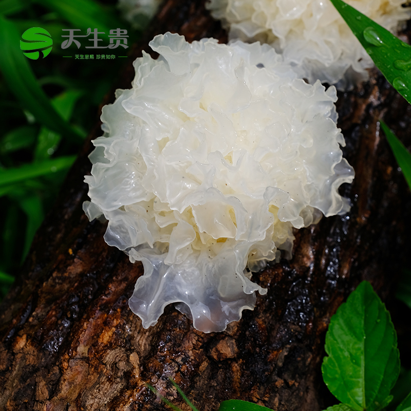 Born Guido Jianjiang silver ear Sichuan Chinese special production linden wood white fungus pregnant woman with no sulphur Grade 3 snow ear glutinous ear