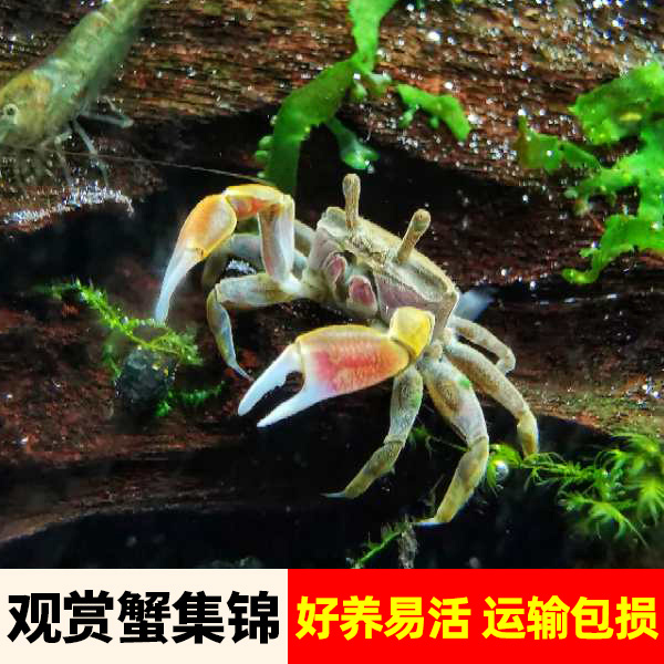 Watch Crab Mini Chili Crab Pet Crab Fish Tank Except Algal God Instrumental Crab Freshwater Sustena Small Crab Living Things