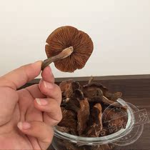 Wild hazelnut mushroom Chengde specialty bulk weighing 250g