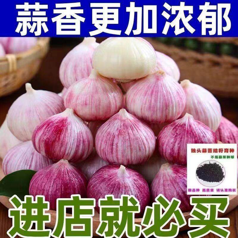 正宗紫皮独头蒜如何选择？了解这些要点让你挑选无忧！-大蒜-淘宝百科网