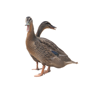 Two honghu farmers raise fresh duck meat