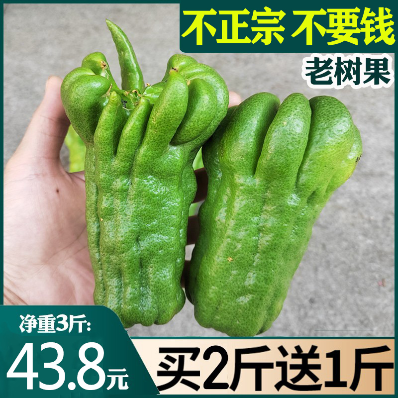Fresh fruit Chinese medicinal folk fruit can bring branches of fresh fresh Buddha cite tea special production throat