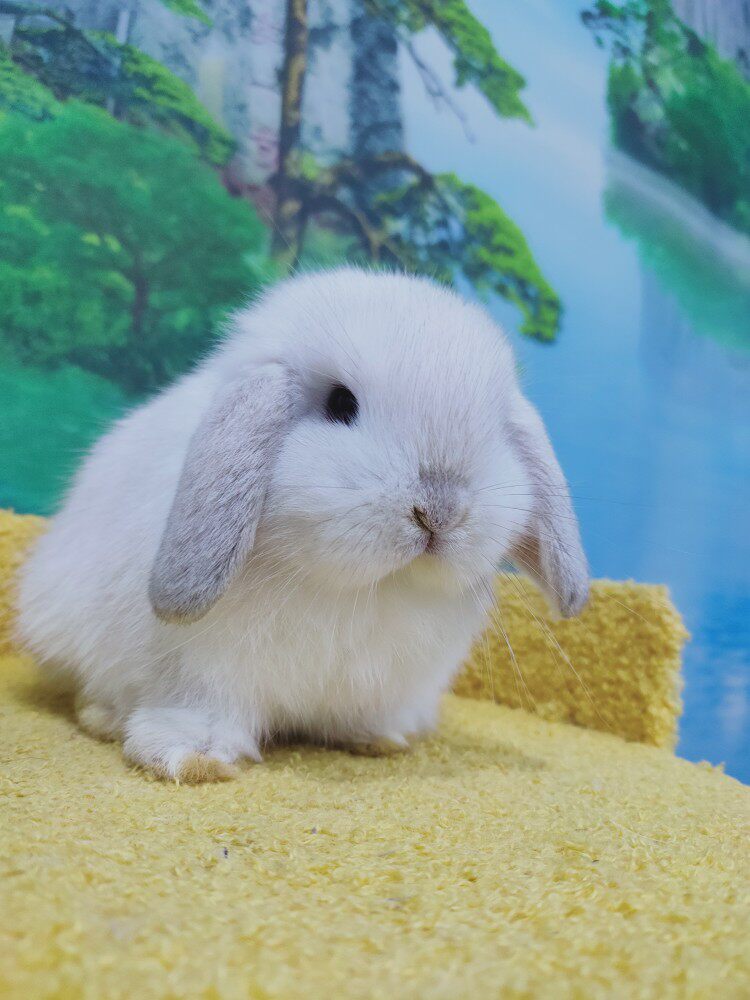 Imported pedigree living short-haired lop-eared rabbit pet package live