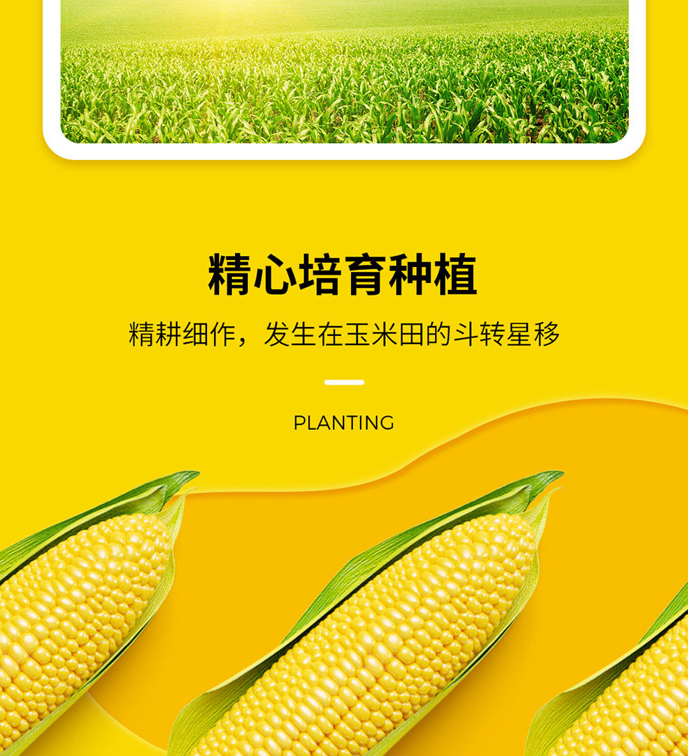 玉百味 NFC鲜玉米汁 饱腹浓果蔬汁 245ml*8瓶 图5
