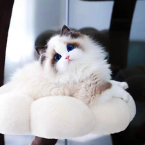 Purebred ragdoll kitten long-haired fairy cat sea pair of blue eyes living domestic pet cat CFA pedigree level