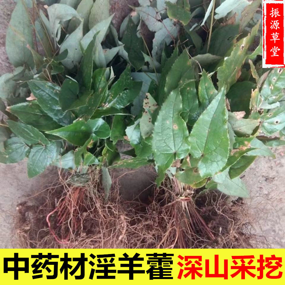 Masturbin Chinese herbal medicine 500g whole grassy bubble water bubble wine drug material Xianling spleen male nourishing Chinese herbal medicine 