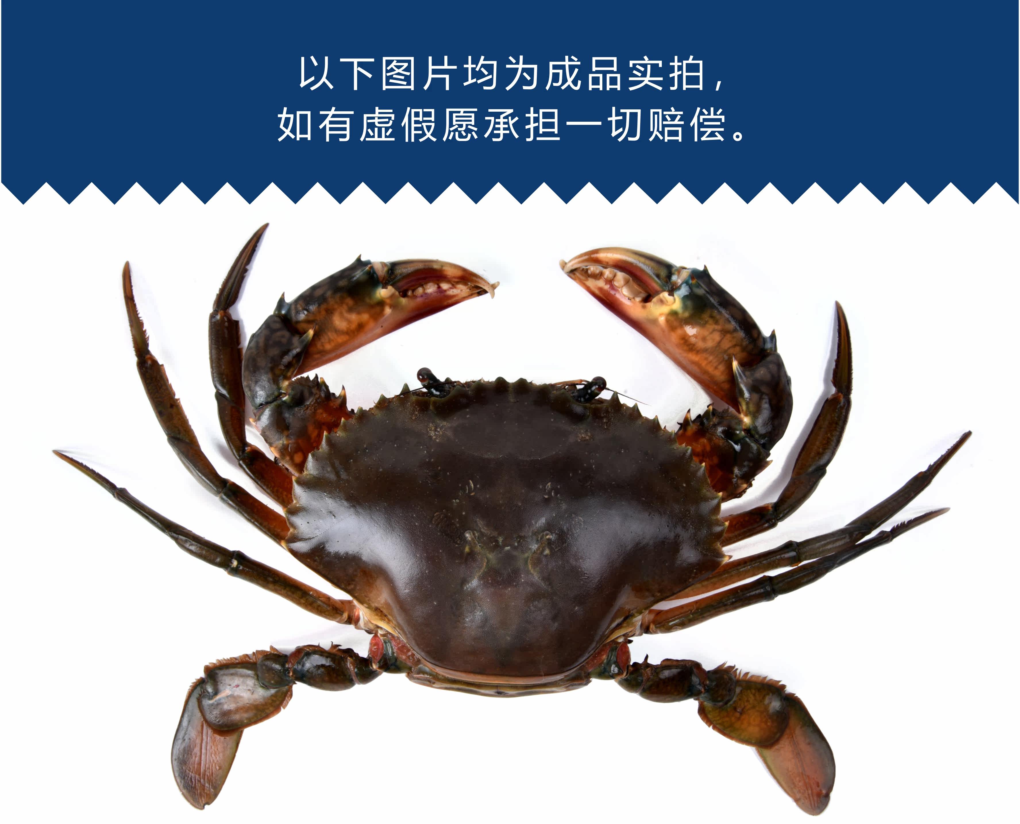 Crab-Red Cycles-первая половина Half_04.jpg