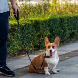 ДОБАВИНКА ТОГОВАЯ ВВОДА ПЕРЕДЕЛА ПЕРЕЗАНИЯ P -ROPE P ЦЕКОВОЙ ДОБАКОЙ ДОБАКИ -РАЗЫСКИЙ БАНГКО Фонд Mao xiaodi Dog Pets checket