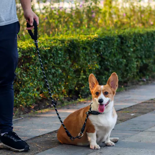 ДОБАВИНКА ТОГОВАЯ ВВОДА ПЕРЕДЕЛА ПЕРЕЗАНИЯ P -ROPE P ЦЕКОВОЙ ДОБАКОЙ ДОБАКИ -РАЗЫСКИЙ БАНГКО Фонд Mao xiaodi Dog Pets checket