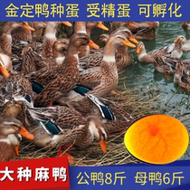 Authentic purebred lace extra-large meat duck eggs fertilized hybrid duck eggs high yield hatchable green shell duck eggs