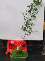 Одна готовая куча (как показано на рисунке, аналогично) 5