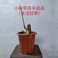 Бутик -кучи (поставляются с горшками с почвой с почками)