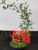 Одна готовая куча (как показано на рисунке, аналогично) 1