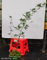 Одна готовая куча (как показано на рисунке, аналогично) 7