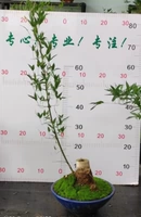 Одна готовая куча (как показано на рисунке, аналогично) 2