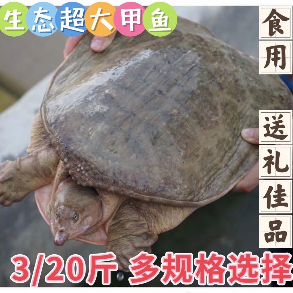 🌊顺丰速递新鲜送达！珍珠鳖大甲鱼4-20斤，滋补美味就等你来尝鲜😋-龟/鳖-淘宝好物网