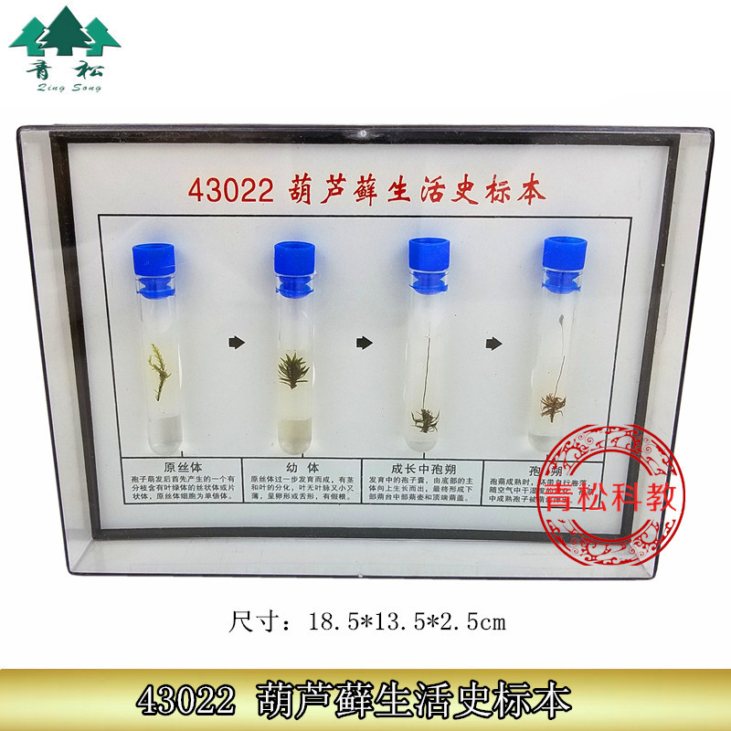 葫芦藓生活史标本 43022 初高中生物实验器材 生物标本 教学仪器