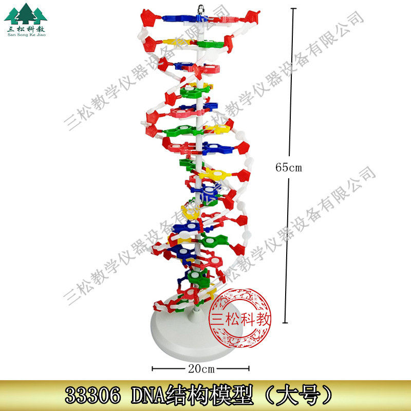 DNA结构模型/大号J33306双螺旋60公分高中碱基对遗传基因生物教学