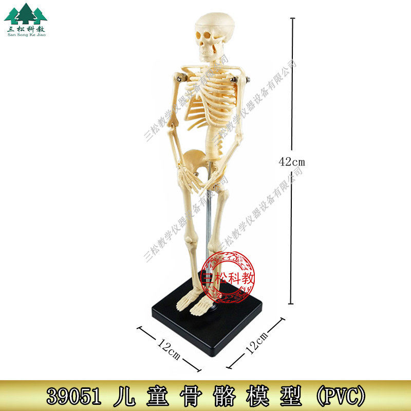 39051儿童骨骼模型 人体全身骨骼模型 教学仪器 生物模型医学模型
