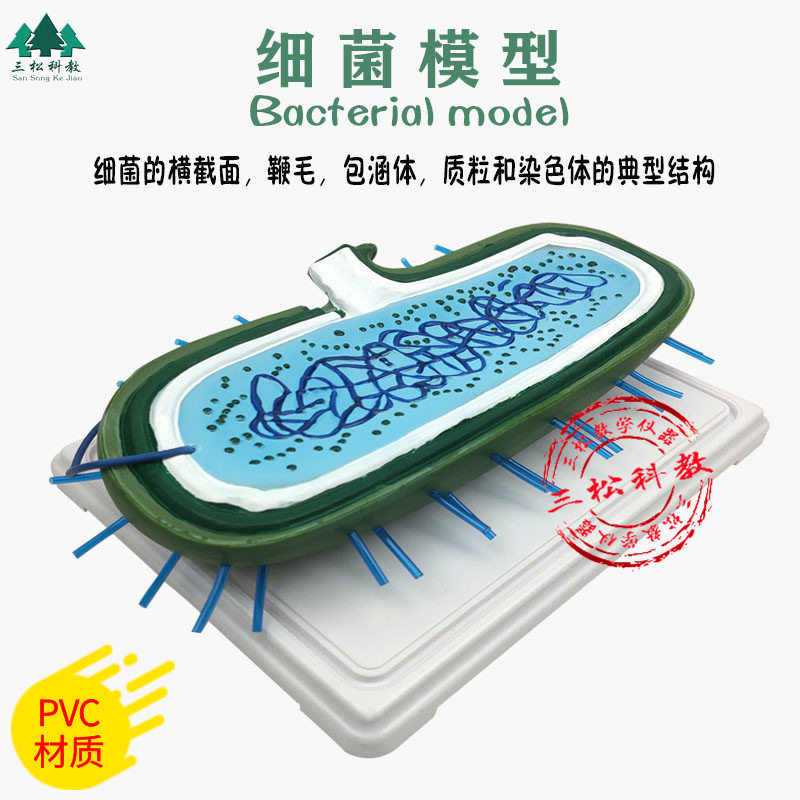 细菌模型 高倍放大细胞病毒细菌标本染色体鞭毛 生物教学展示模型