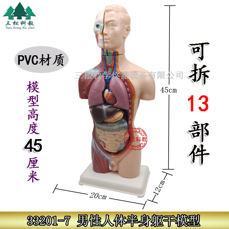 幼儿园区发现室 生命 认识人体器官模型少年人体半身模型器材