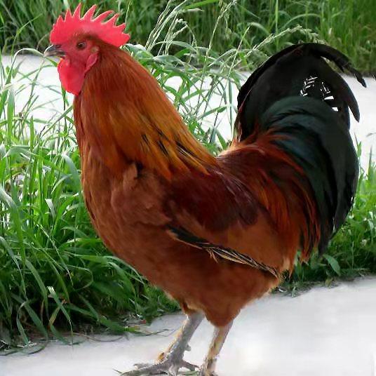 小鸡不好惹养殖基地