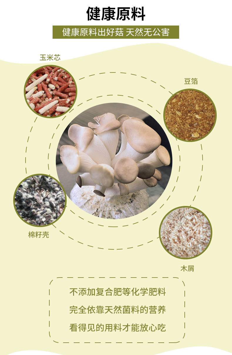 喷水长蘑菇 家庭种植菌包 3斤 图2