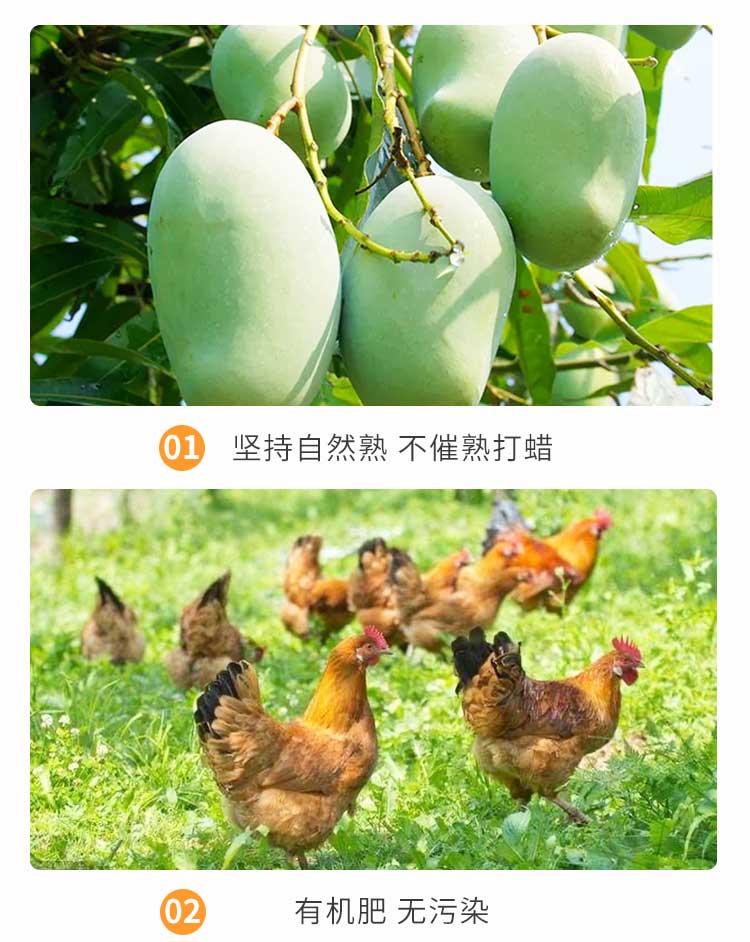 越南进口 玉芒 大青皮芒果 带箱10斤 图8