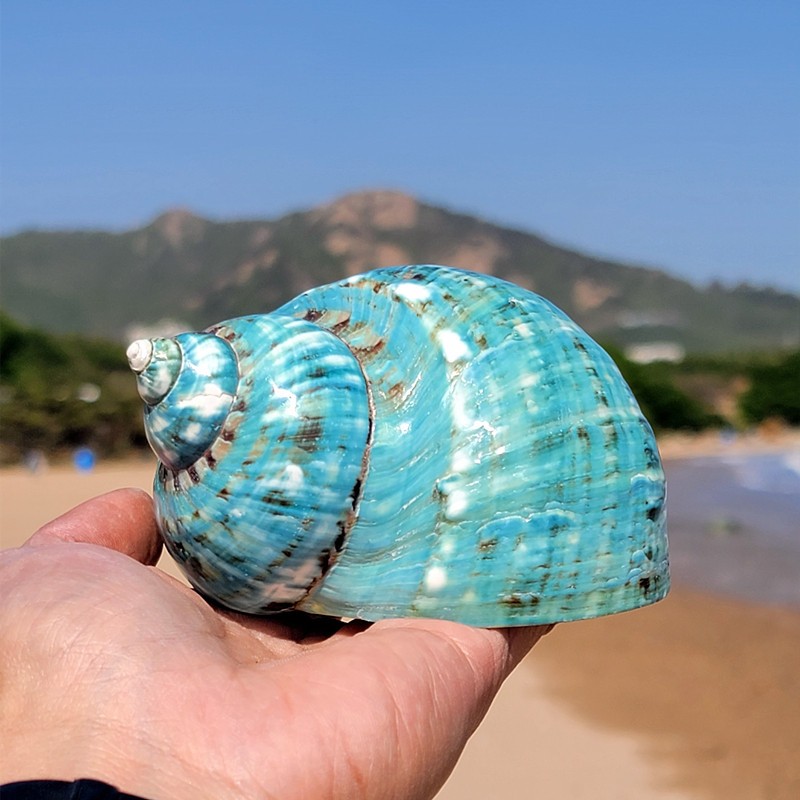 Natural Mega Sea Snail Large Shell Sea Star Specimen Pendulum Large Green Snail Fish Tank Building Wedding Celebration Advertising Props Collection-Taobao