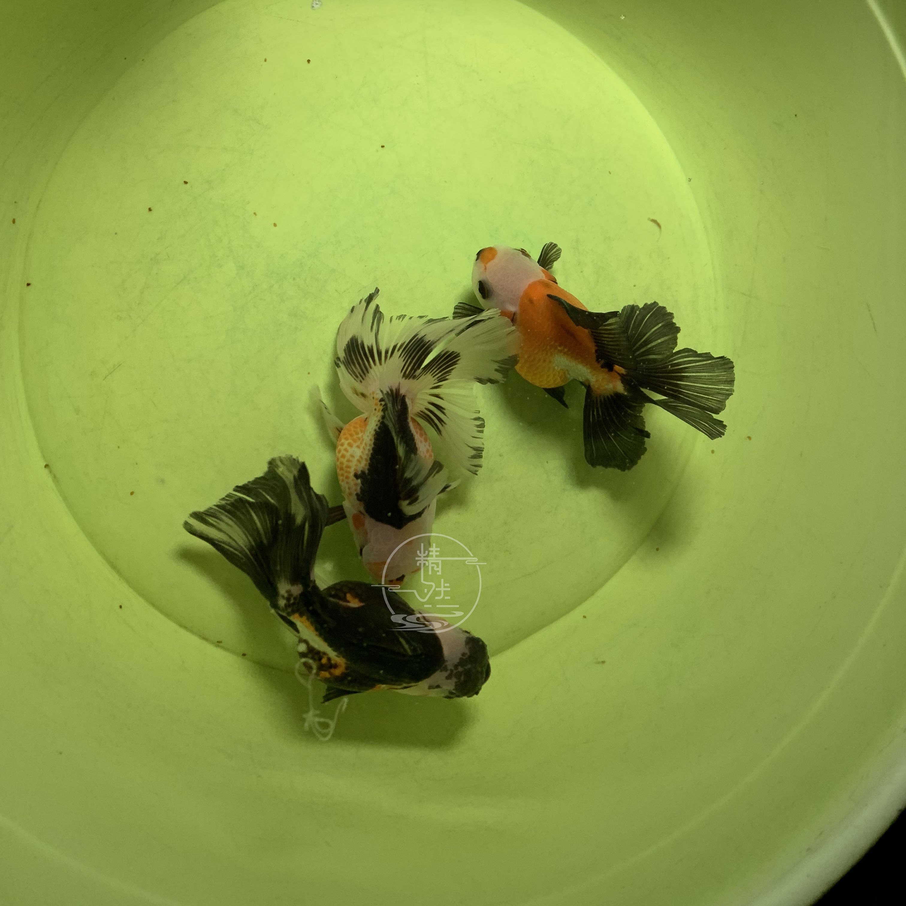 如何选择精品泰狮金鱼,让你的观赏鱼更出色?-鱼-淘宝百科网