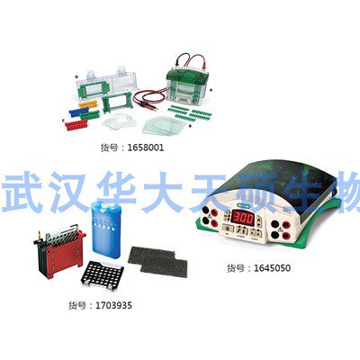 Bio-Rad伯乐Mini-PROTEAN Tetra小型垂直电泳套装1658033原装进口