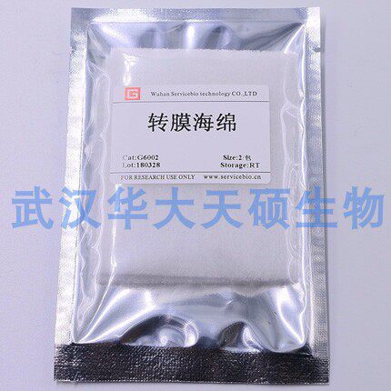 WB/Western Blot 转膜滤纸 大小号 厚 薄滤纸转膜海绵转膜缓冲液