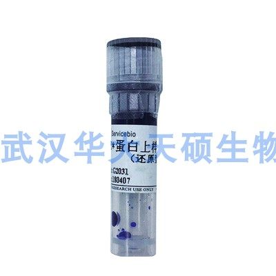 2X 蛋白上样缓冲液（还原型）/2X 蛋白上样缓冲液( 非还原型) 1ml