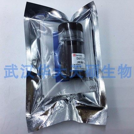 DAPI 染色液 细胞染色 染核试剂 单层细胞或孵育过荧光抗体的组织