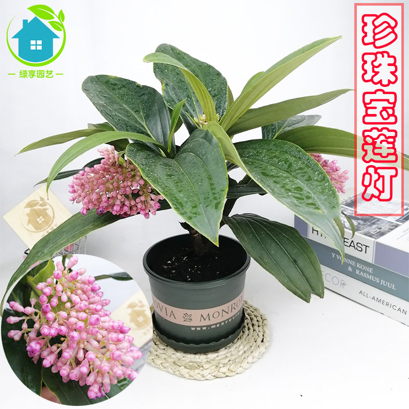 珍珠寶蓮燈花盆栽豪華美麗花卉賓館廳堂辦公桌室內鮮花植物吸甲醛