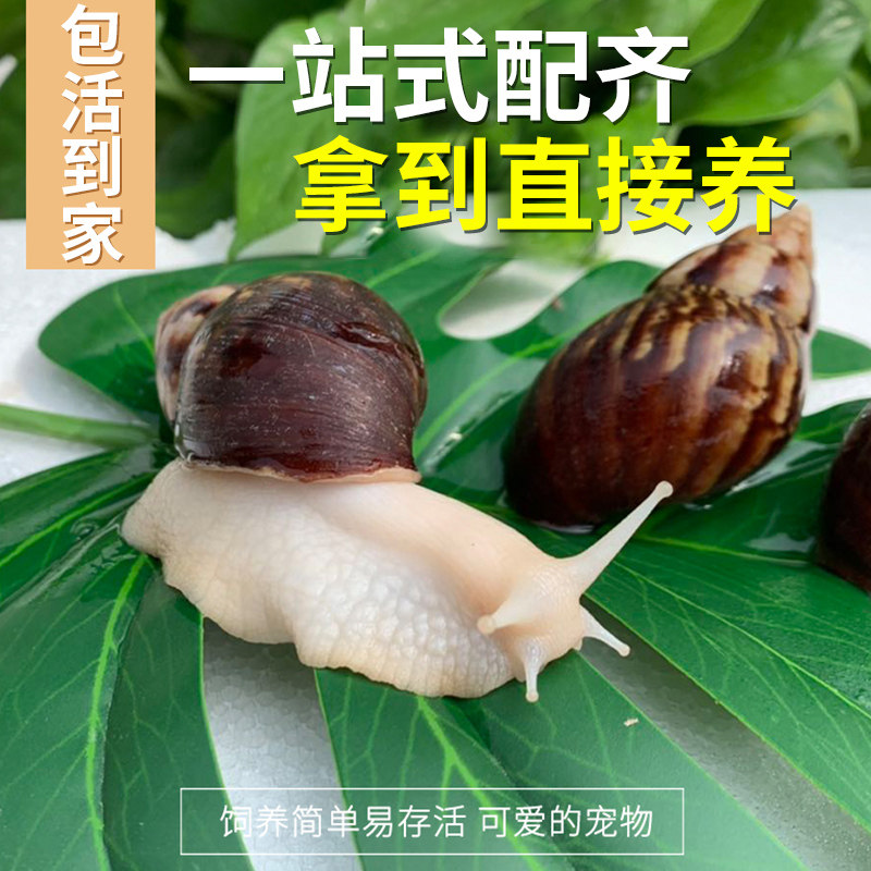 Snail pet white jade snail live creature student scientific experiment observation send feeding box feed coconut soil feeding set