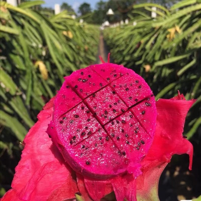 2025年如何挑选海南金都一号红心火龙果？当季10斤密宝红肉整箱选购全攻略 🍇🍇🍇