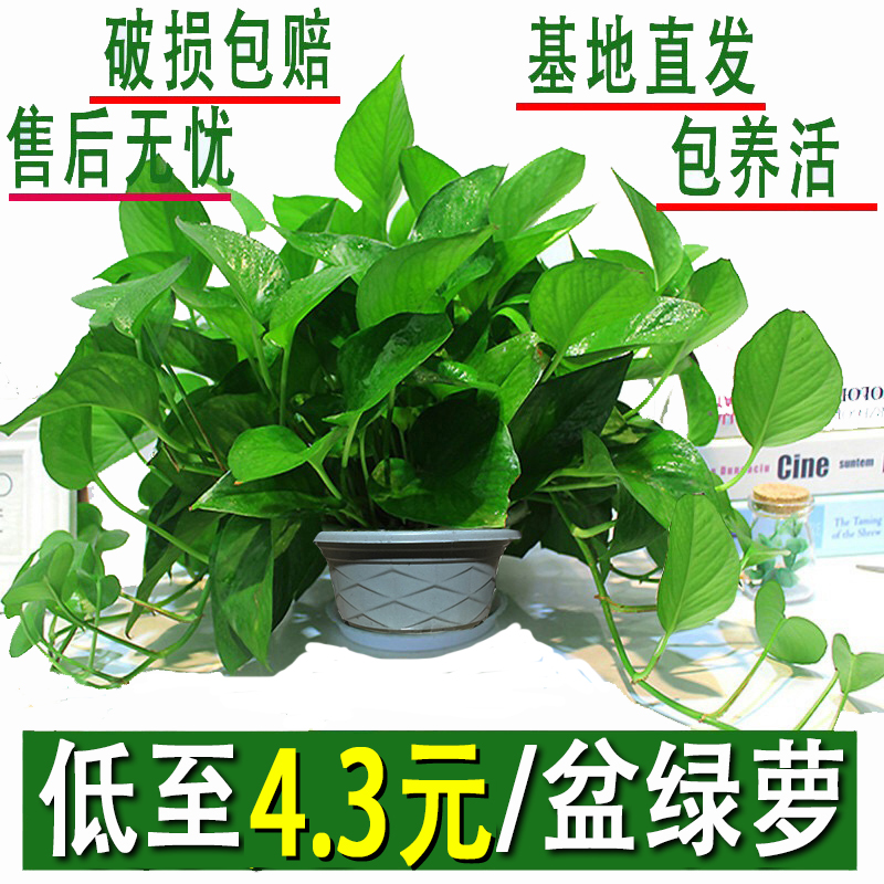 Flower pot bonsai planting Biluo large plate special green basket green carrot potted indoor air purification long do not pot