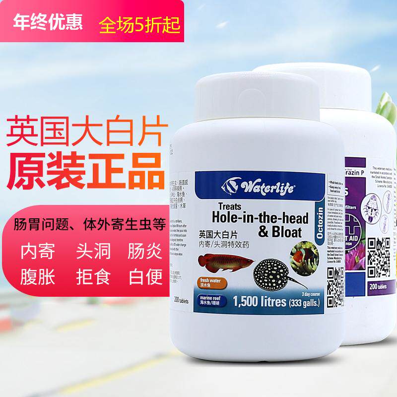 British white piece of Rohan Parrot colourful headfish goldfish with large white sheet outside of abdominal colitis