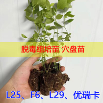(Big Fruit Eureka L25) Blueberry saplings moss seedlings detoxified plug seedlings southern high bush early maturing series