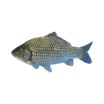 Zhongke No. 5 crucian carp fry freshwater breeding and edible project crucian carp Xiangyun crucian carp gold high-back hemp crucian carp fry Osaka crucian carp
