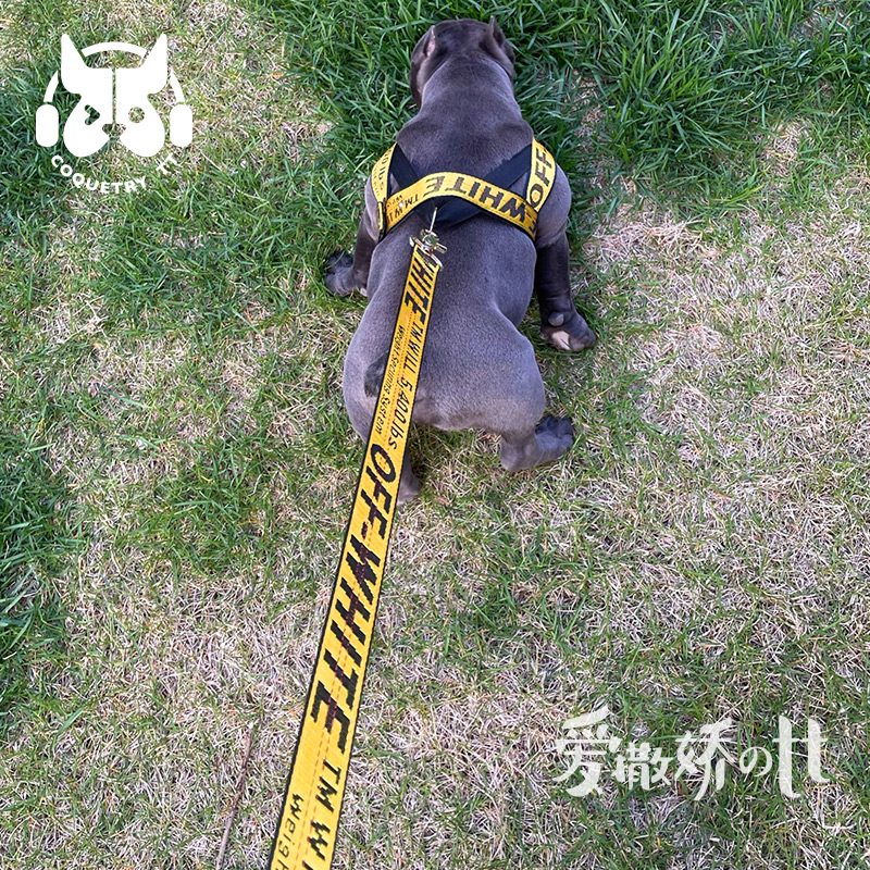 TT pooch traction rope infighting teddy kokie walking dog rope small and medium dog breast holding baby bag dog chain pet supplies