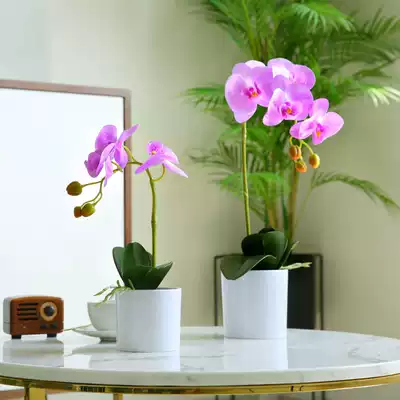 Roman mother indoor desktop decoration simulation flower fake Phalaenopsis with basin set set set White feel moisturizing