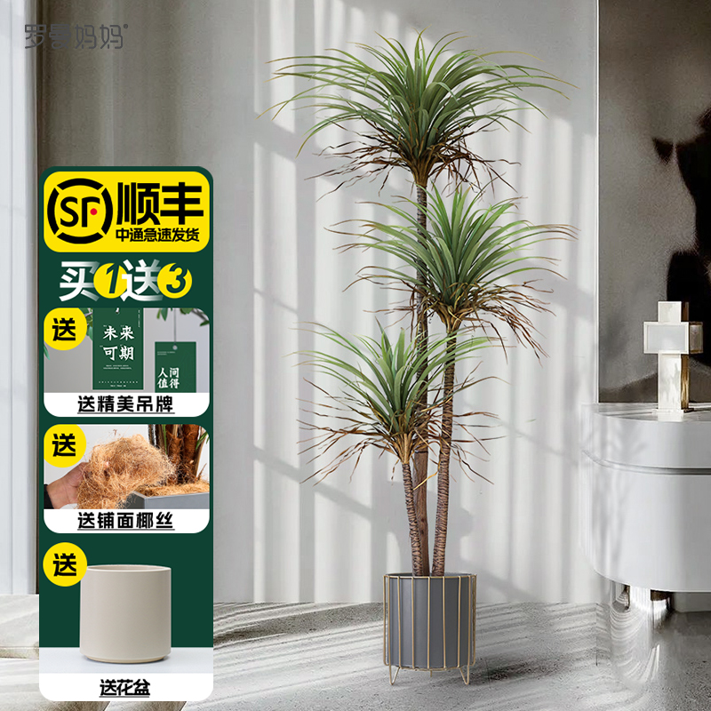 Silence Wind Emulation Green Plant Tequila Potted Indoor Dragon Blood Tree Silk Lan Tree Fake Plant Living Room Sofa Next to Bonsai-Taobao