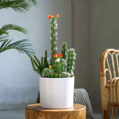 Roman mother Nordic simulation green plant decoration simulation cactus small bonsai desktop ornaments decoration