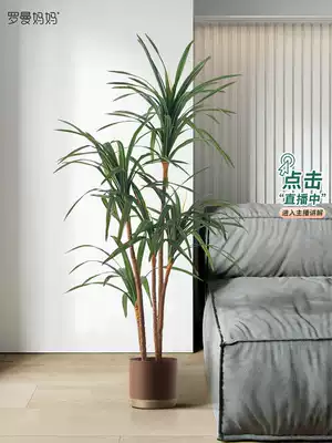 Nordic simulation green plants landing fake potted dragon blood tree ins plant bonsai soft indoor ornaments