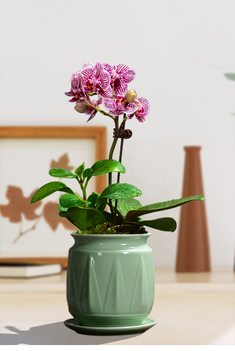 Special ceramic butterfly orchid flower POTS Special tray other desktop Nordic creative move fleshy green plant POTS