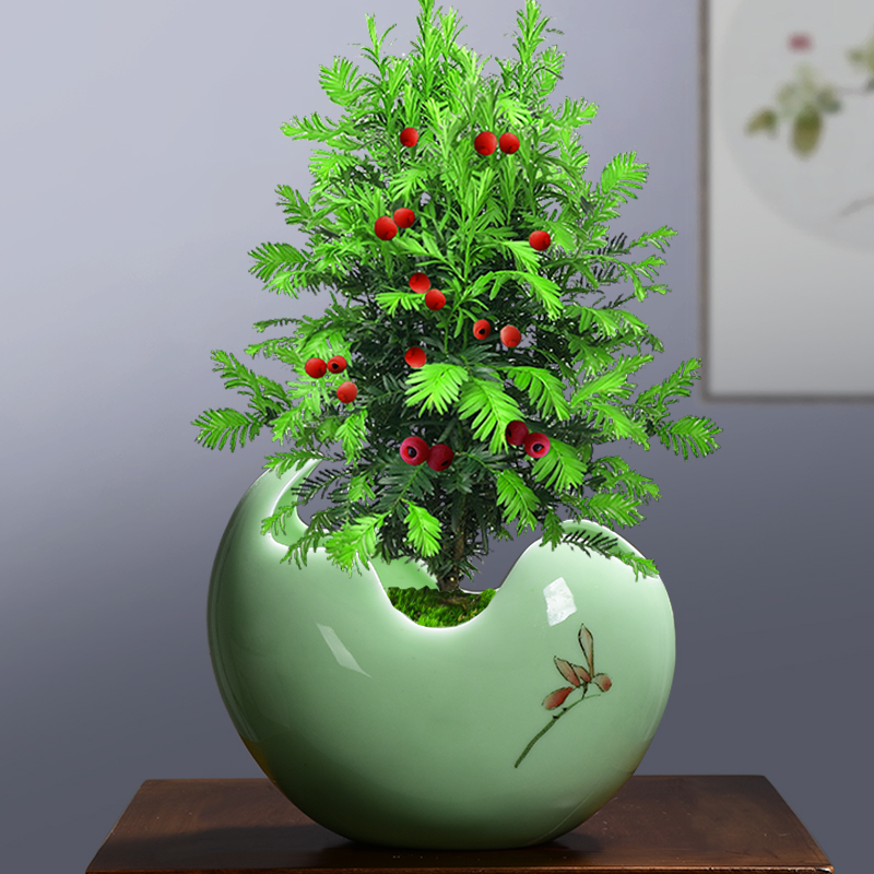 Large ceramic clay containers creative contracted move plant vessel desktop more than other meat copper grass orchid pot