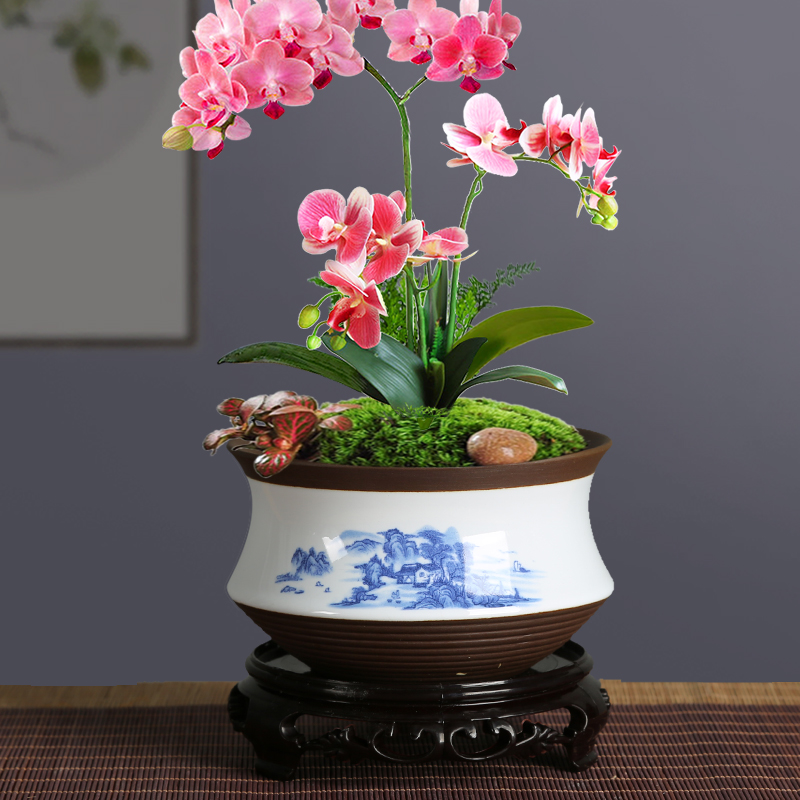Blue and white porcelain flowerpot more meat special butterfly orchid with tray was creative large - sized ceramic basin of bracketplant, green potted orchids
